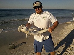 Bonnethead shark while surf fishing